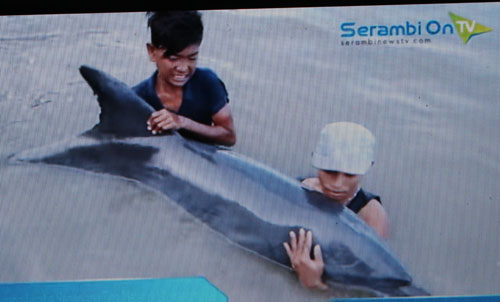 A Dolphin Cast Onto the Beach in Aceh Need to be Released Immediately (February 29, 2016)